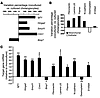 EMT gene profile is induced in cholangiocytes by coculture with myofibrobla