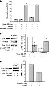 Urea causes decreased insulin sensitivity in differentiated 3T3L1 adipocyte