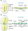 The formation of embryonic layers at gastrulation in amniotes.