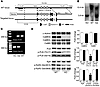 Generation and characterization of mice with CaMKIIδ deletion.