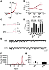 Expression of human TRPM4 and TRPM4E7K in HEK 293 cells.