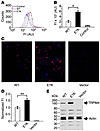 Analysis of TRPM4 and TRPM4E7K protein density.