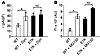 Posttranslational regulation of TRPM4 and TRPM4E7K channel density.