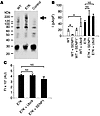 Sensitivity of TRPM4 current density to SUMOylation.