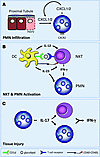 Model summarizing the role of the IL-12/IFN-γ and IL-23/IL-17 axes of the i