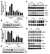 JNK mediates the proapoptotic role of CaMKII in ER-stressed macrophages.