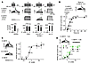 The [K+]o of the incubation medium dictates amplitude of the HERG current.