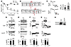 Decrease in serum [K+] reduces IKr and its mature 155-kDa form in rabbit he