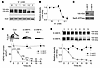 The [K+]o controls HERG membrane expression.