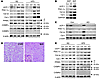 Loss of Atg7 alters the molecular characteristics of WAT and BAT.