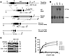 Targeting strategy for conditional disruption of the mouse V2R gene.