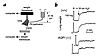 Gravimetric measurement of hydrostatically driven lung edema. (a) Lung weig