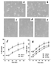 The role of Src in spreading of VSMCs on collagen-coated dishes. Photograph