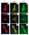 Translocation of Cas by stimulation of thrombin and angII in VSMCs. Serum-s