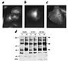 Effects of wild-type (WT) and kinase-inactive (KI) c-Src on protein tyrosin