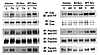 Tyrosine phosphorylation of Cas, paxillin, and tensin in VSMCs expressing k