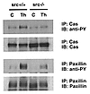 Tyrosine phosphorylation of Cas and paxillin in VSMCs from src–/– and src+/