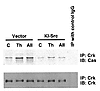 The effect of kinase-inactive c-Src on thrombin- and angII-induced Cas–Crk