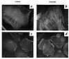 Stress fibers in src+/+ and src–/– VSMCs. VSMCs from src+/+ mice (a and b)