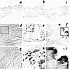 Representative images of chlamydial antigen detected in aorta cross-section