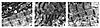 Electron microscopy of cardiac myofibrils at postnatal day 6 in an α-MHC403