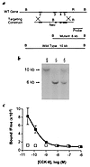 Targeted disruption of the CCK-A receptor gene. (a) Schematic representatio