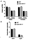 Food and water intake is normal in freely fed CCK-AR–/– mice (a) Twenty-fou