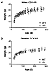 Weight gain of CCK-AR–/– mice is comparable to that of age- and sex-matched