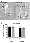 CCK-AR–/– mice have normal pancreatic histology and blood glucose levels (a