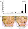 Genetic interaction of Rheb with other genes involved in sensory organ deve