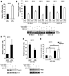 Rheb-dependent Notch activation in mammalian cells.