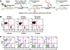 BM engraftment and long-term reconstitution of myeloid and lymphoid lineage