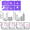 Protective role of CCR2-dependent recruitment of HSCs/HPCs to the liver.