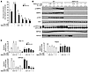 Metformin inhibits gluconeogenesis in AMPKα1α2-null (AMPK KO) mouse hepatoc