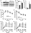 Effects of metformin on blood glucose levels in AMPKα1α2LS–/– mice.