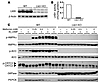 Effects of metformin on AMPK activation in WT and Lkb1-KO hepatocytes.