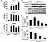 Forced expression of gluconeogenic genes does not prevent the metformin-ind