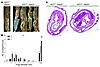 Rab25 deficiency promotes colon adenoma formation in ApcMin/+ mice.