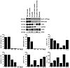 Cx43 is present in isolated subsarcolemmal mitoplasts.