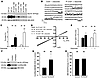 IP increases mitochondrial Cx43 content in Cx43+/– mice and rescues diazoxi