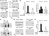 PKC-mediated stimulation of mitoKATP channel activity is diminished in Cx43