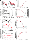 Vascular reactivity in Trpm4–/– mice.