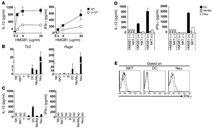 NKT cell–dependent IL-12 and IFN-γ production by liver MNCs in response ...