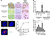 HMGB1 production in tissues and cell types.