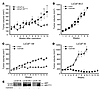 Tumor growth of LNCaP ARv567es cells and xenografts expressing various amou