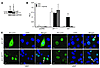 Constitutive activation of the ARv567es in M12 prostate cancer cells.