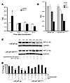 Stability of ARfl in presence of ARv567es.