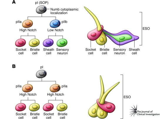 TSC inhibition or Rheb activation results in Notch gain-of-function phen...