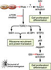 Potential functions of Notch downstream of TSC.