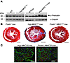 Increased periostin protein in hypertrophic α-MHC403/+ and α-MHC719/+ mice.